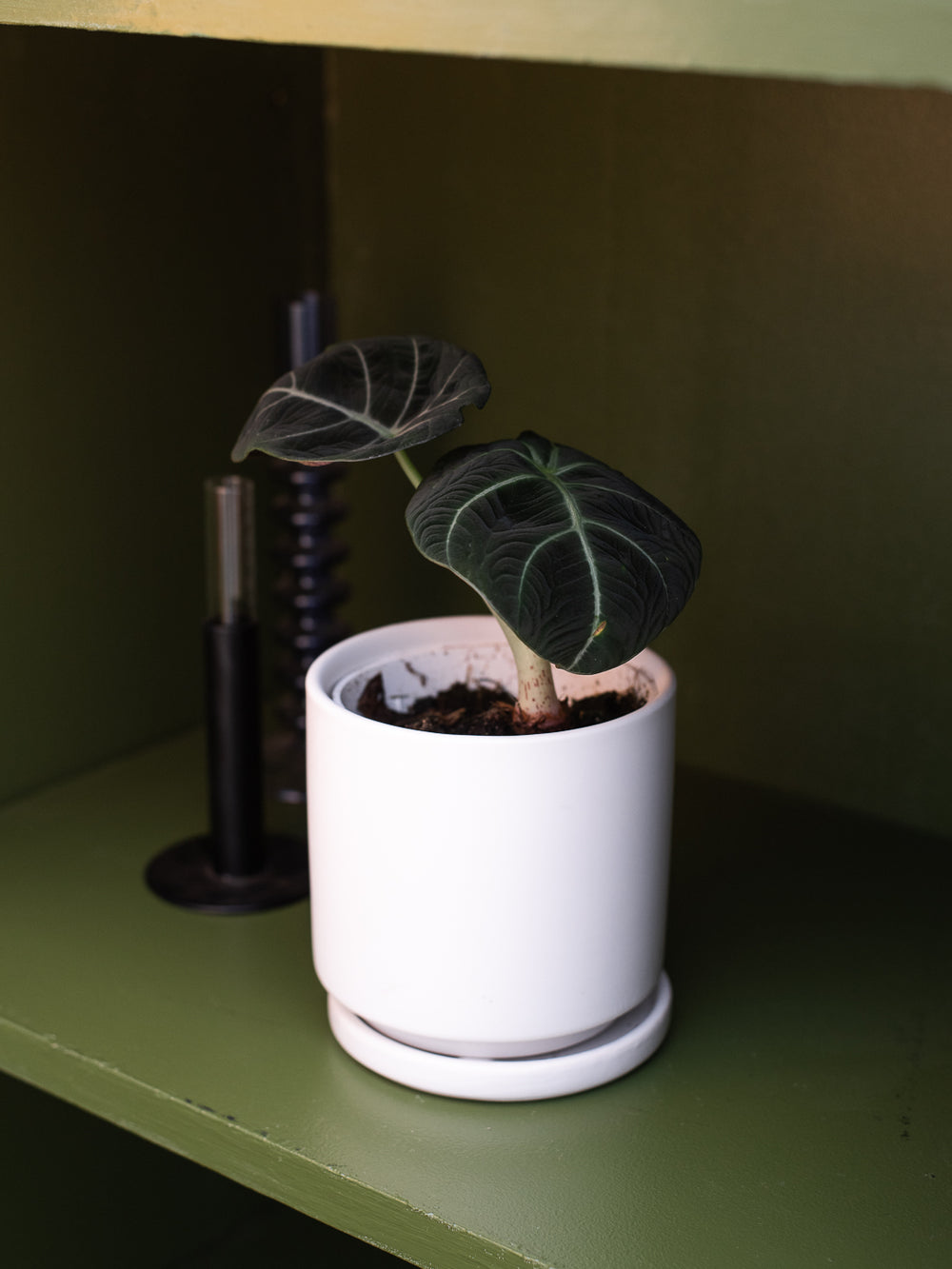 ALOCASIA BLACK VELVET