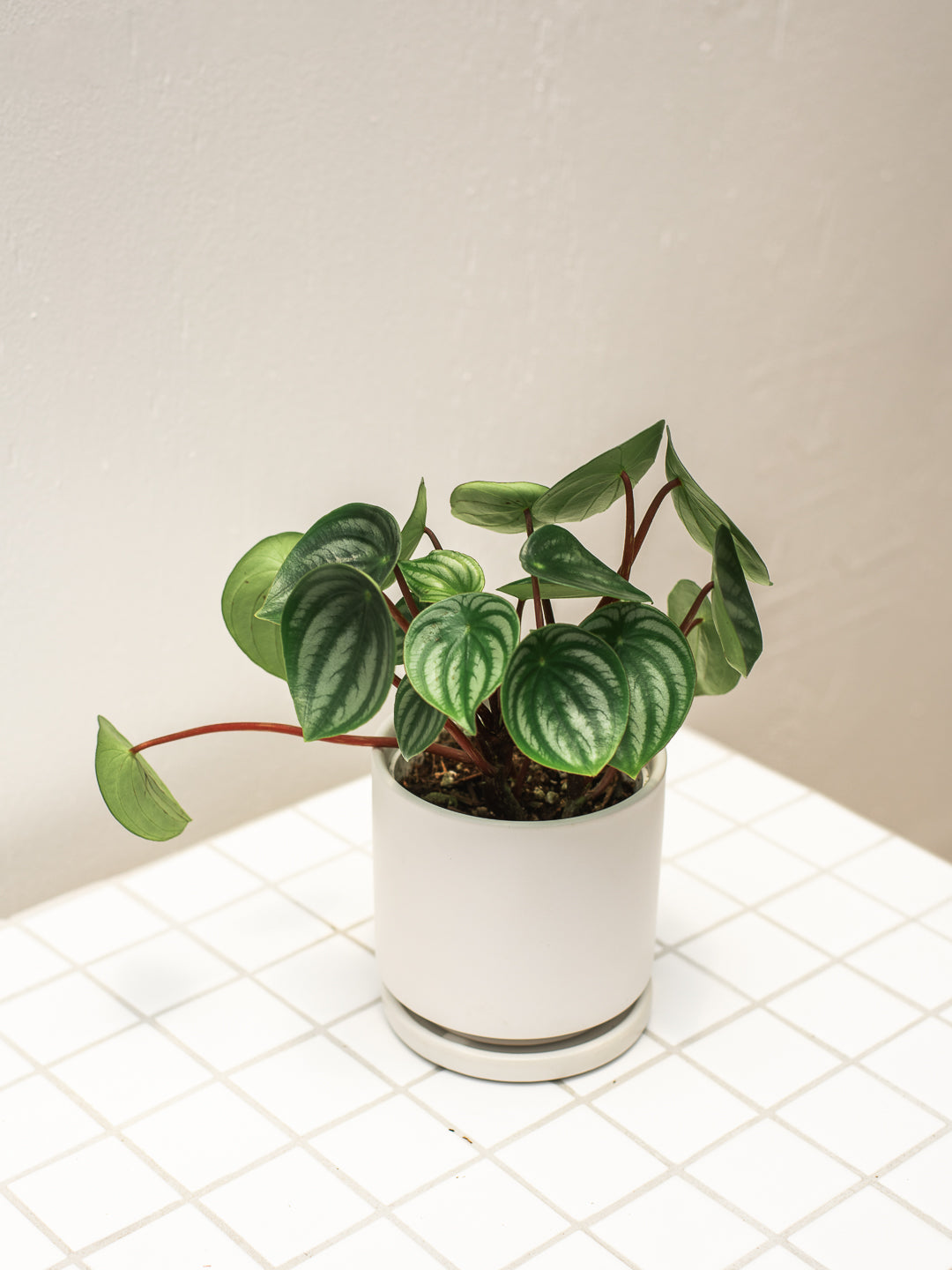 PEPEROMIA WATERMELON