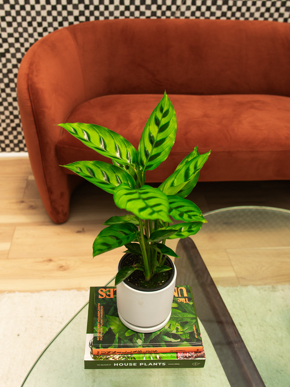 CALATHEA LEOPARDINA