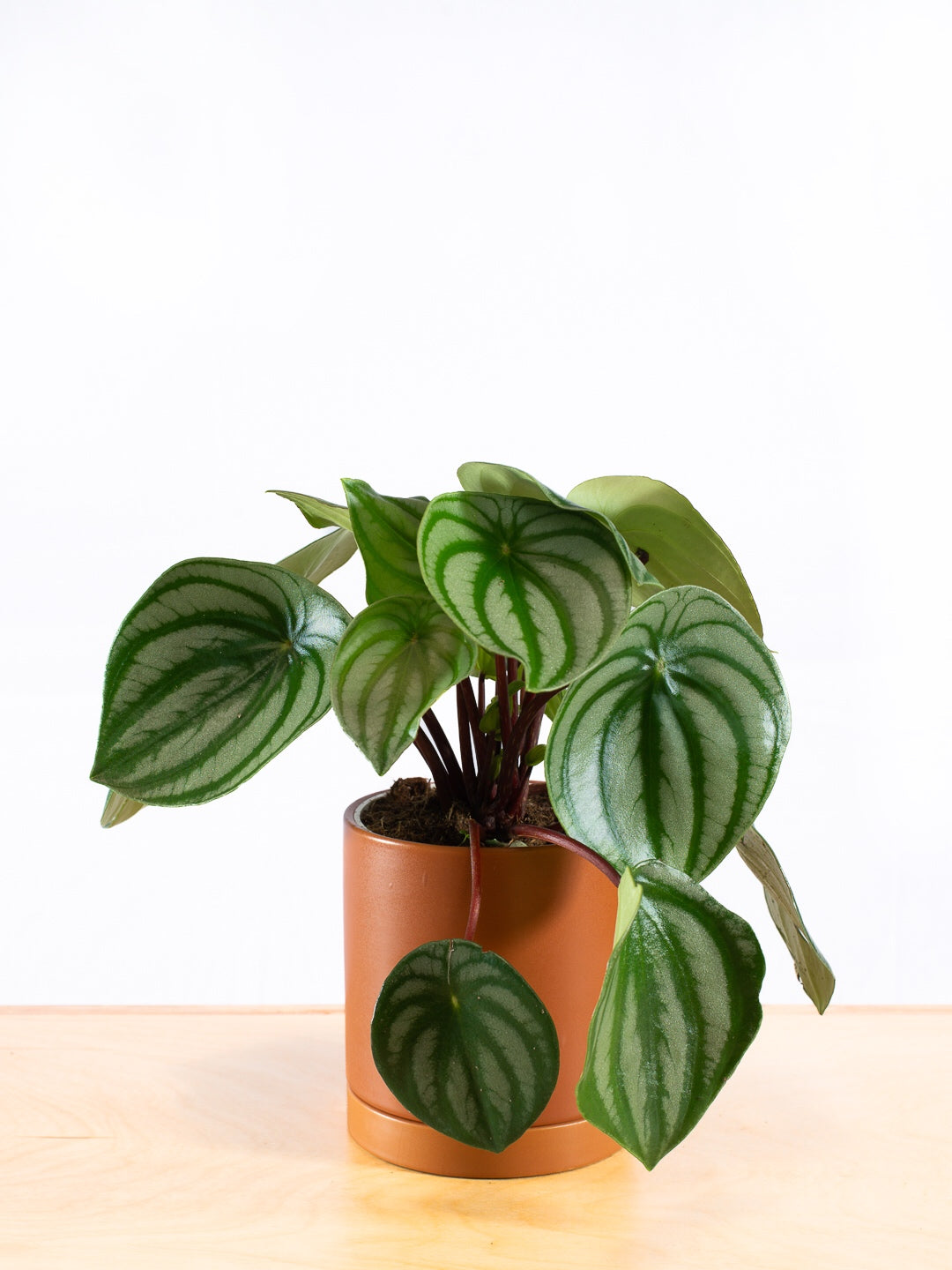 PEPEROMIA WATERMELON