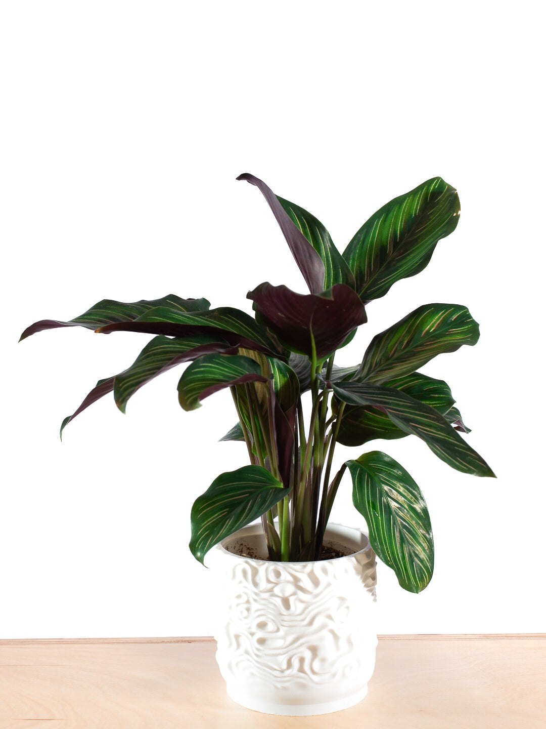 CALATHEA BEAUTY STAR