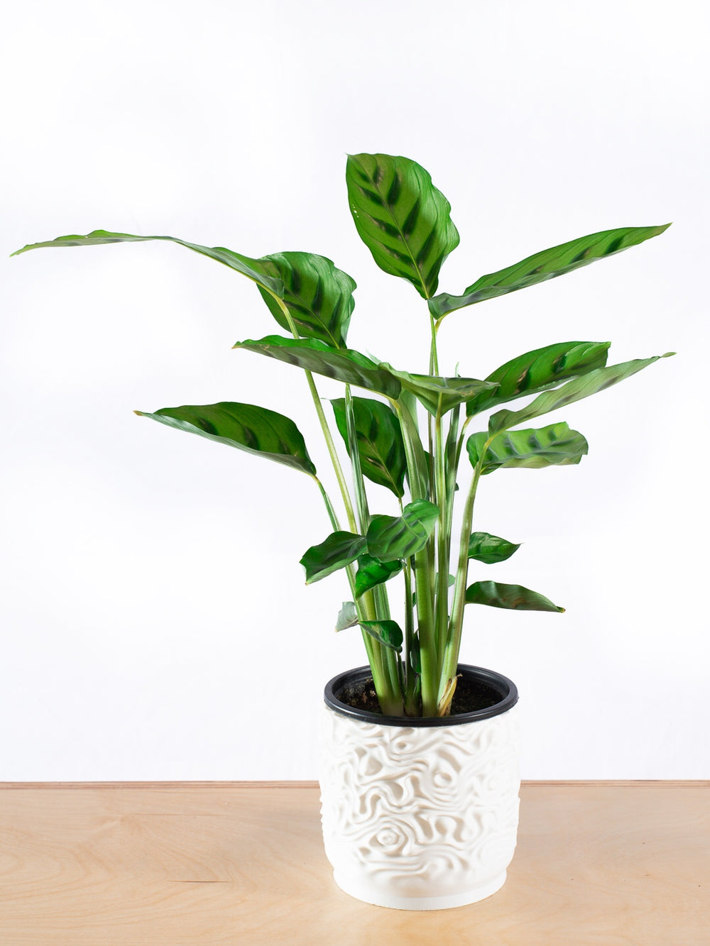 CALATHEA LEOPARDINA
