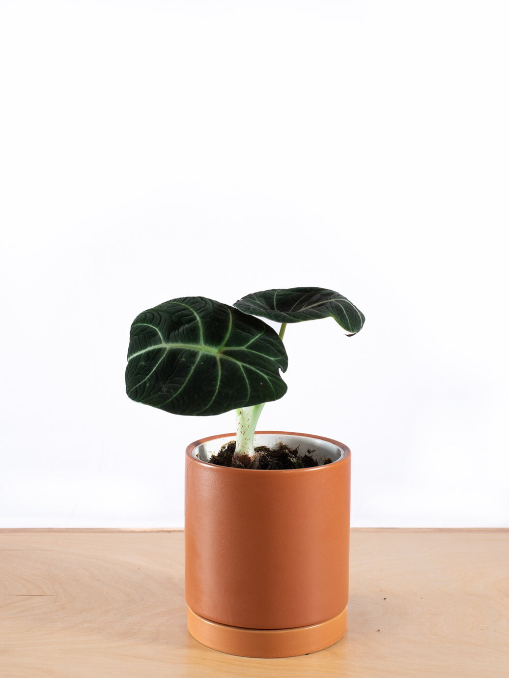 ALOCASIA BLACK VELVET