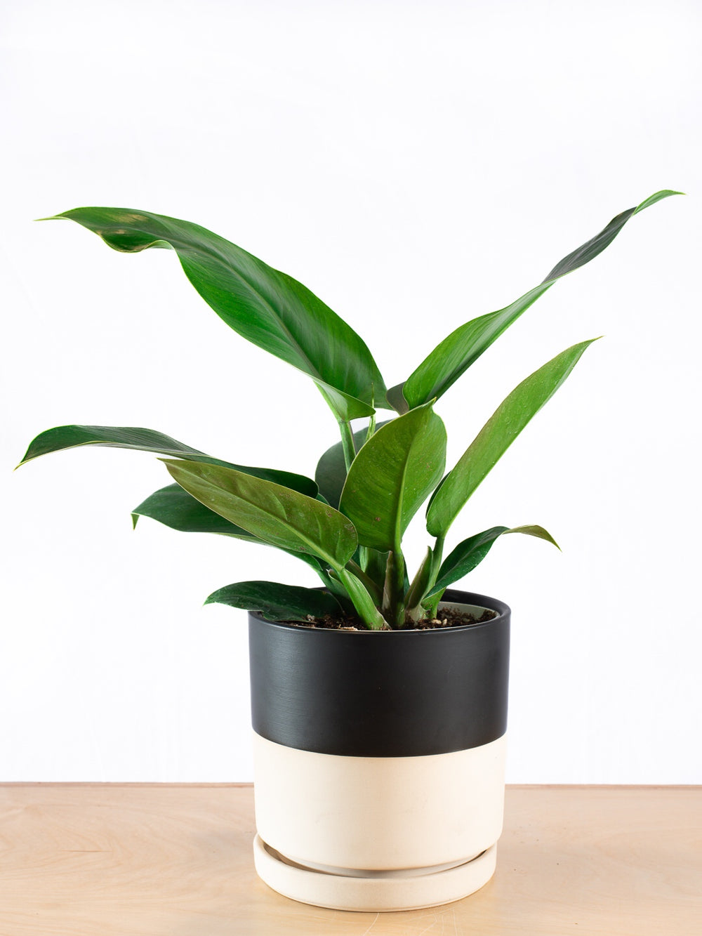 PHILODENDRON SILVER SWORD