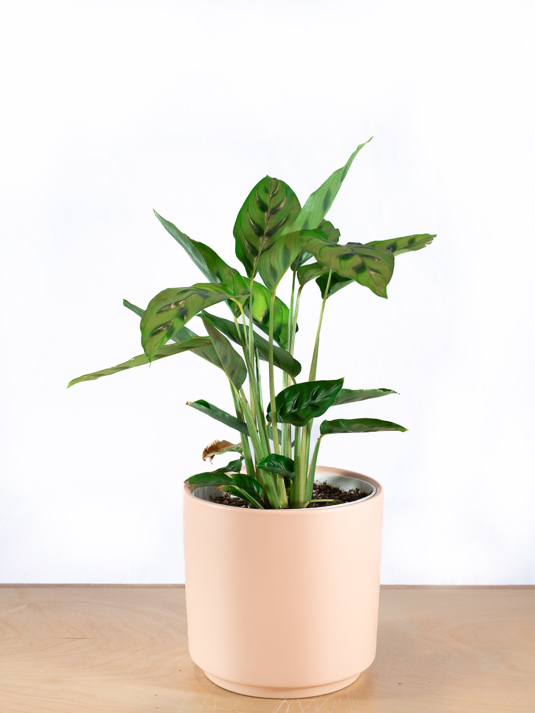 CALATHEA LEOPARDINA