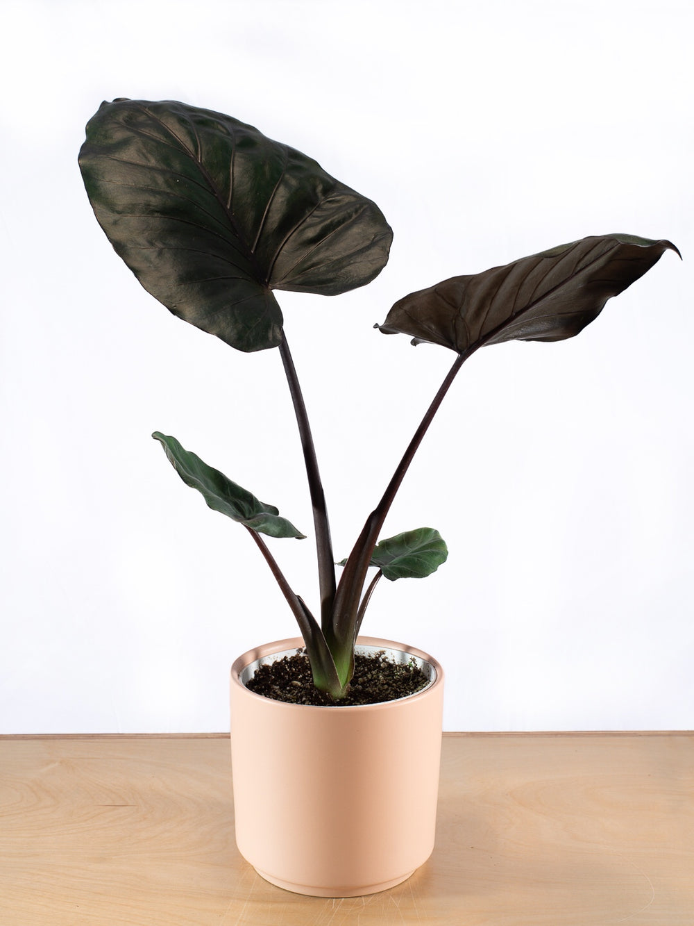 ALOCASIA METALHEAD