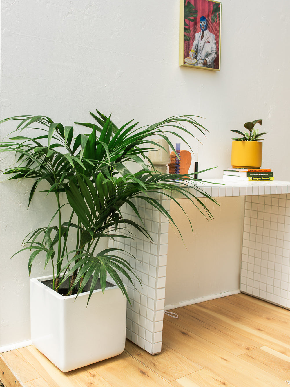 KENTIA PALM