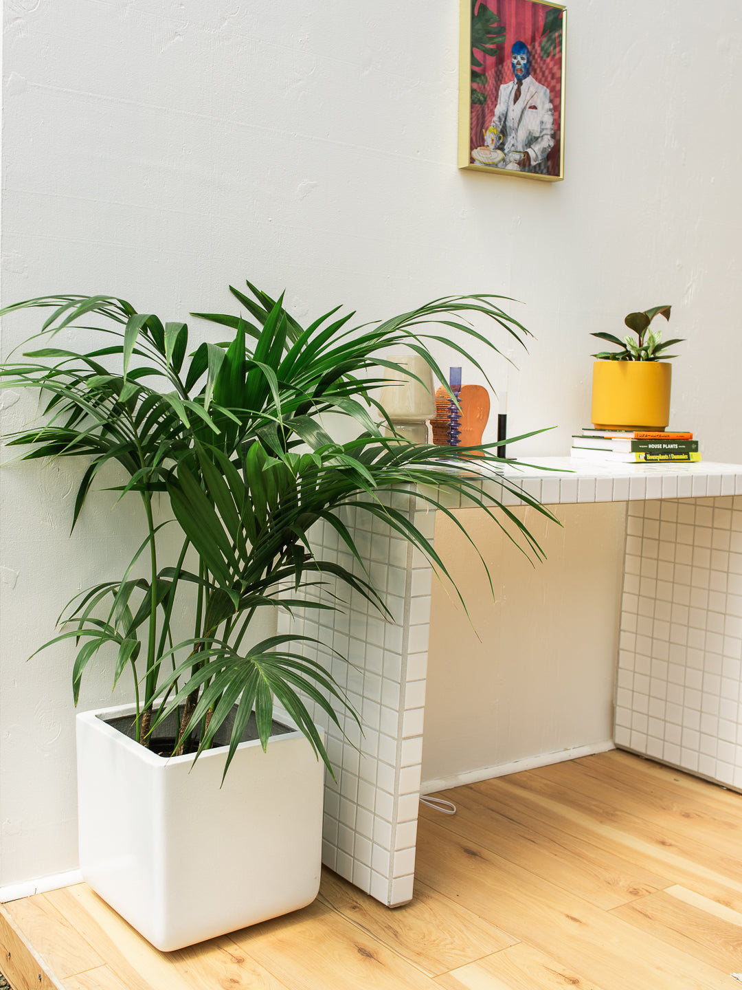 KENTIA PALM