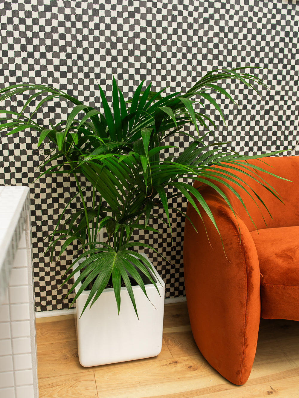 KENTIA PALM