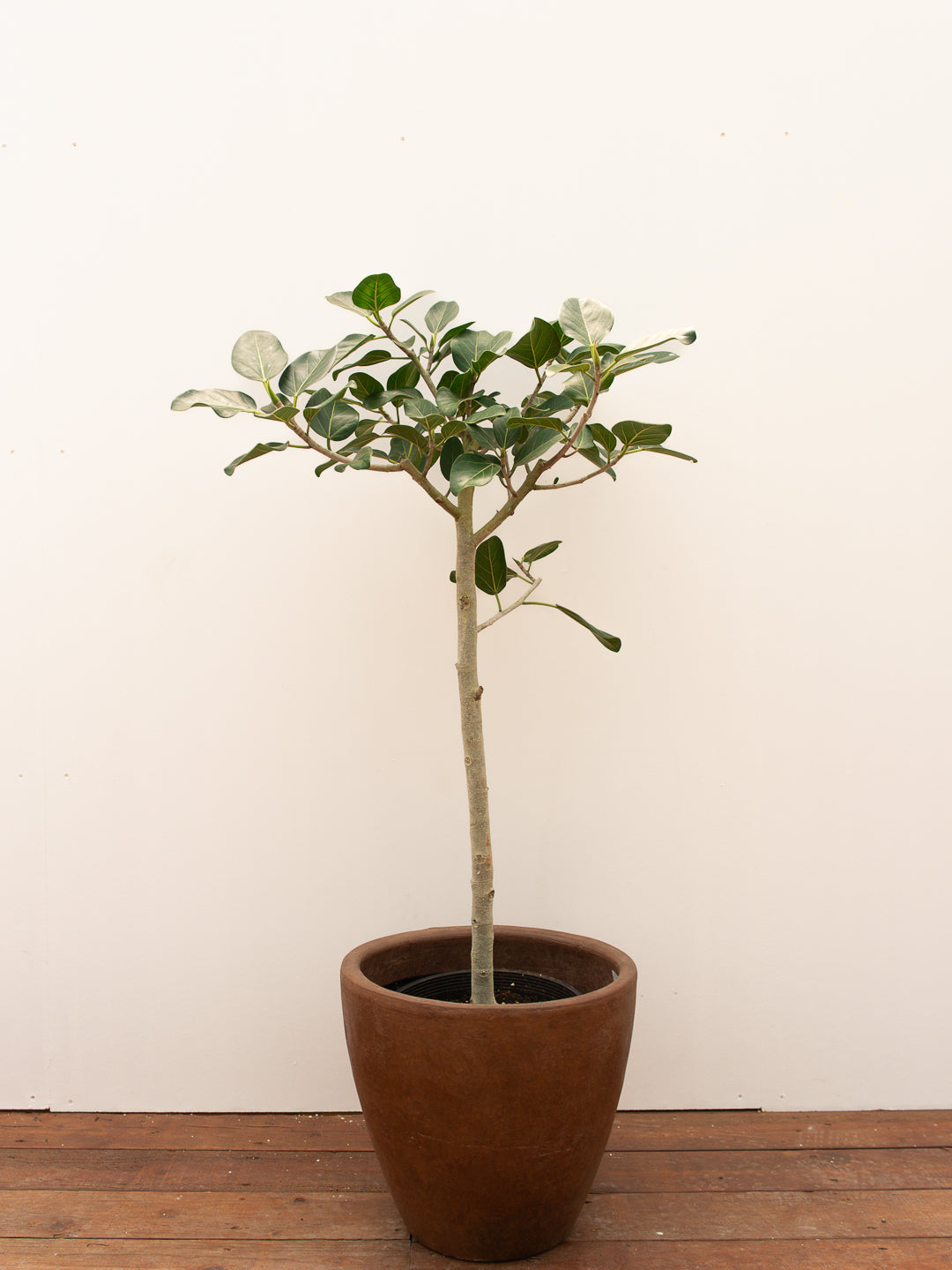 FICUS AUDREY