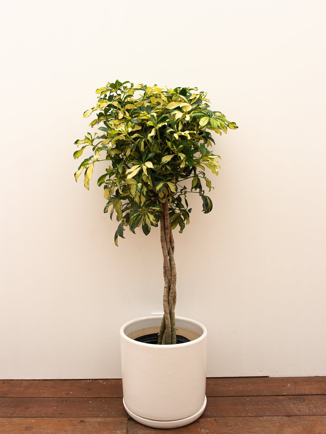 Schefflera Arboricola Trinette Variegated (Braid)