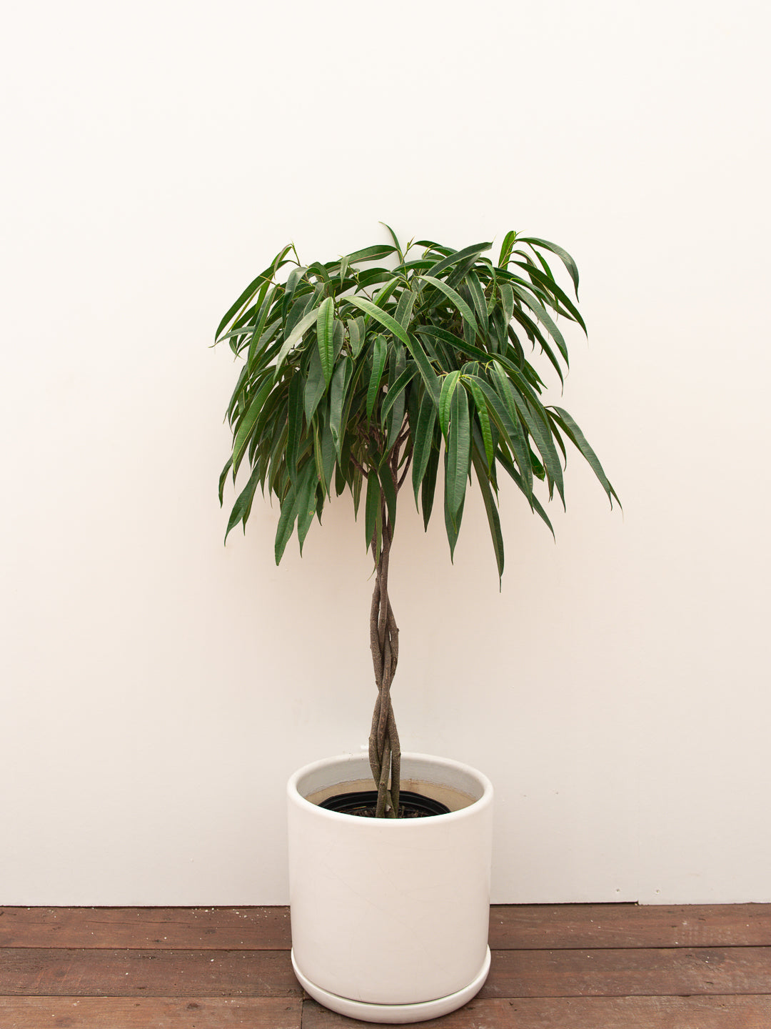 FICUS ALII