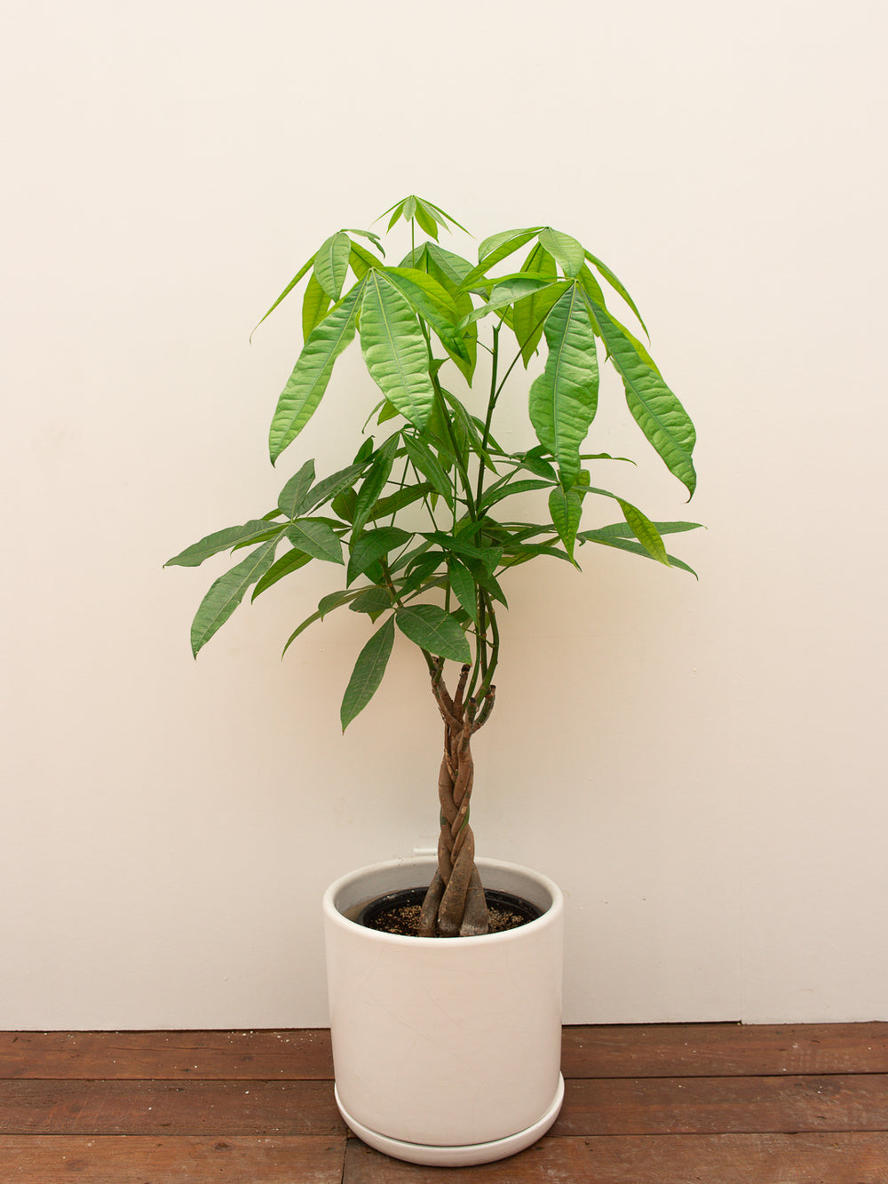 MONEY TREE