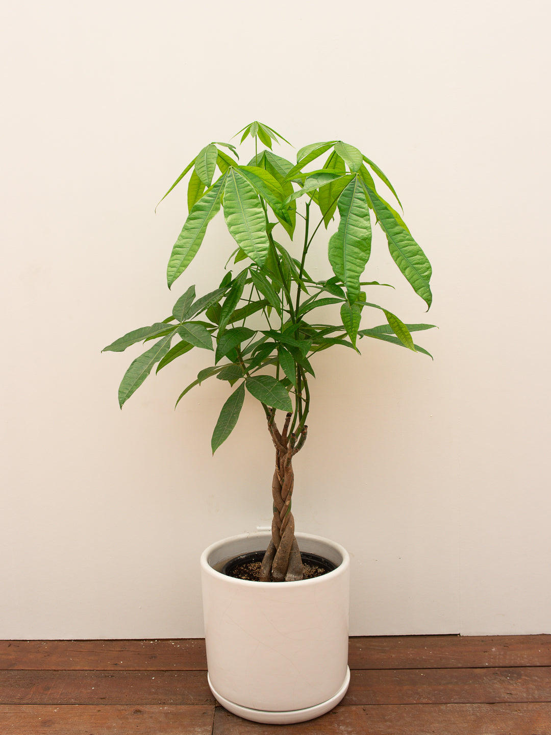 MONEY TREE