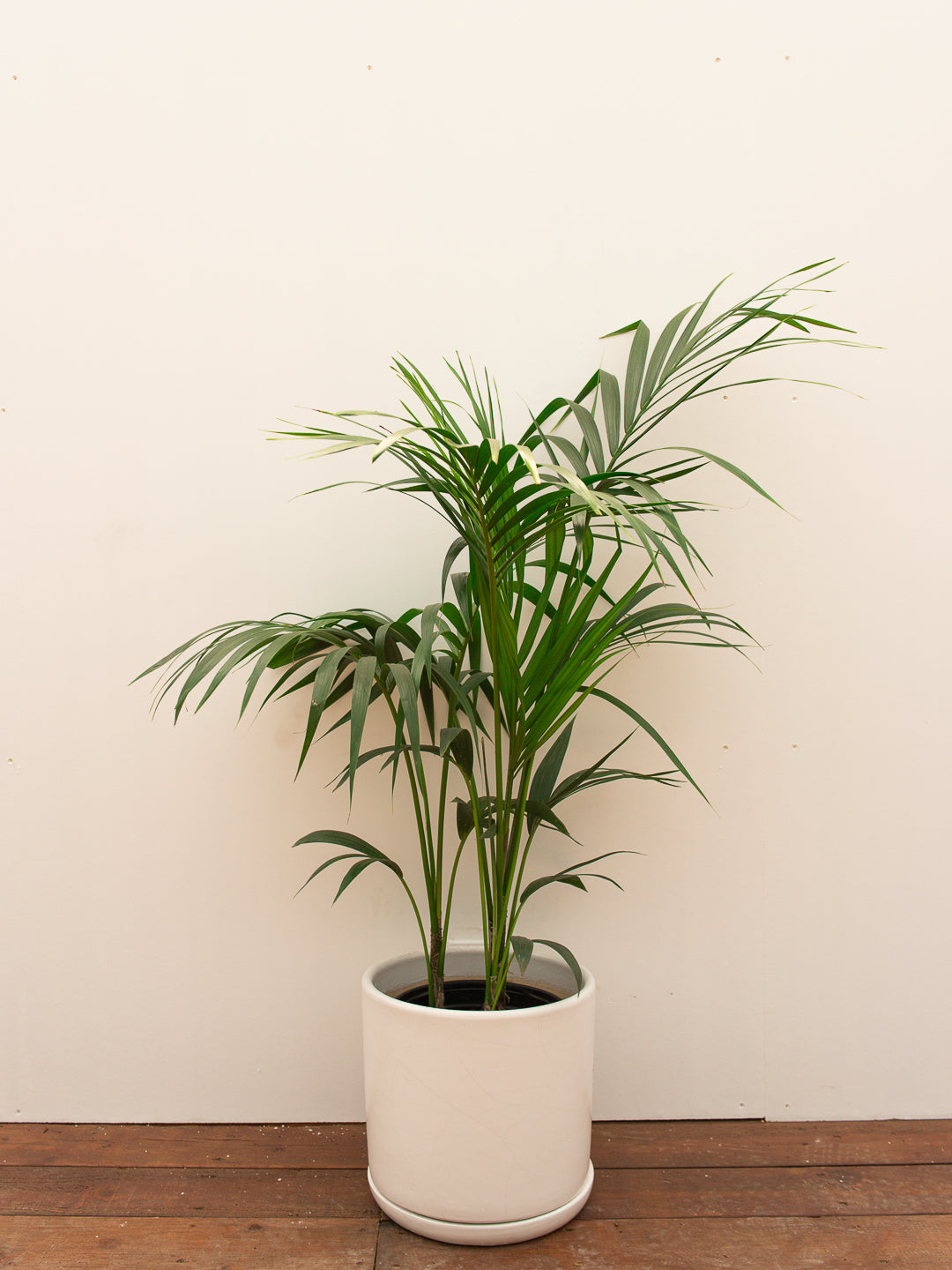 KENTIA PALM