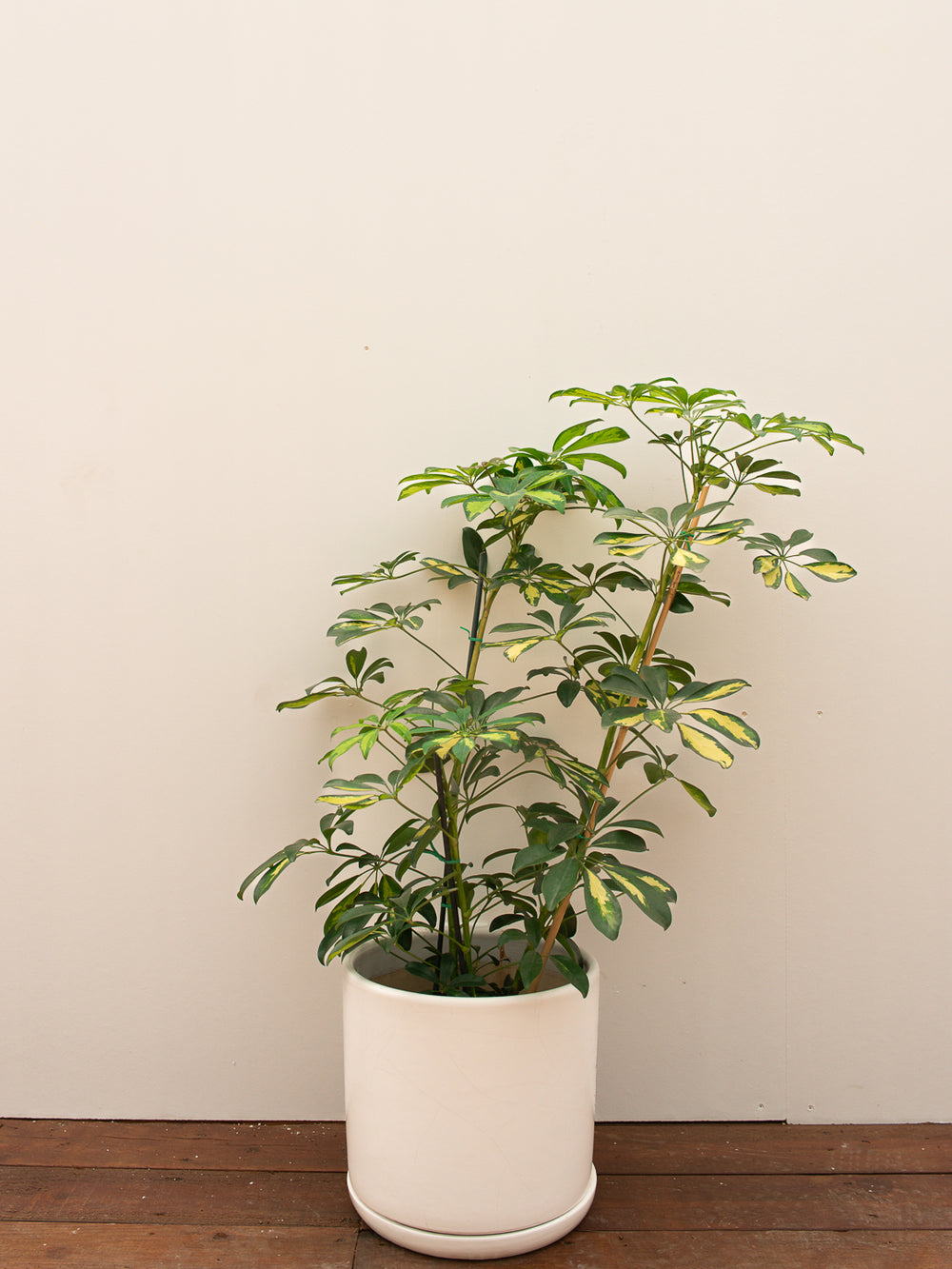 SHEFFLERA ARBORICOLA VARIEGATED