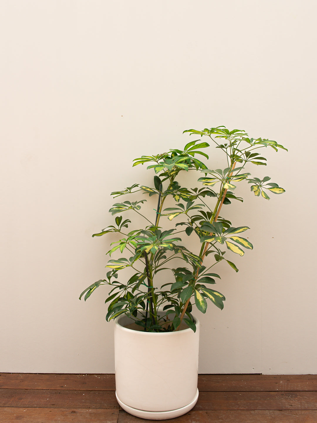 SHEFFLERA ARBORICOLA VARIEGATED