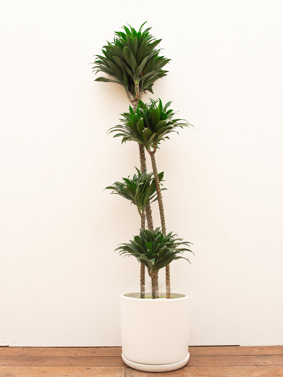 DRACENA JANET CRAIG COMPACTA