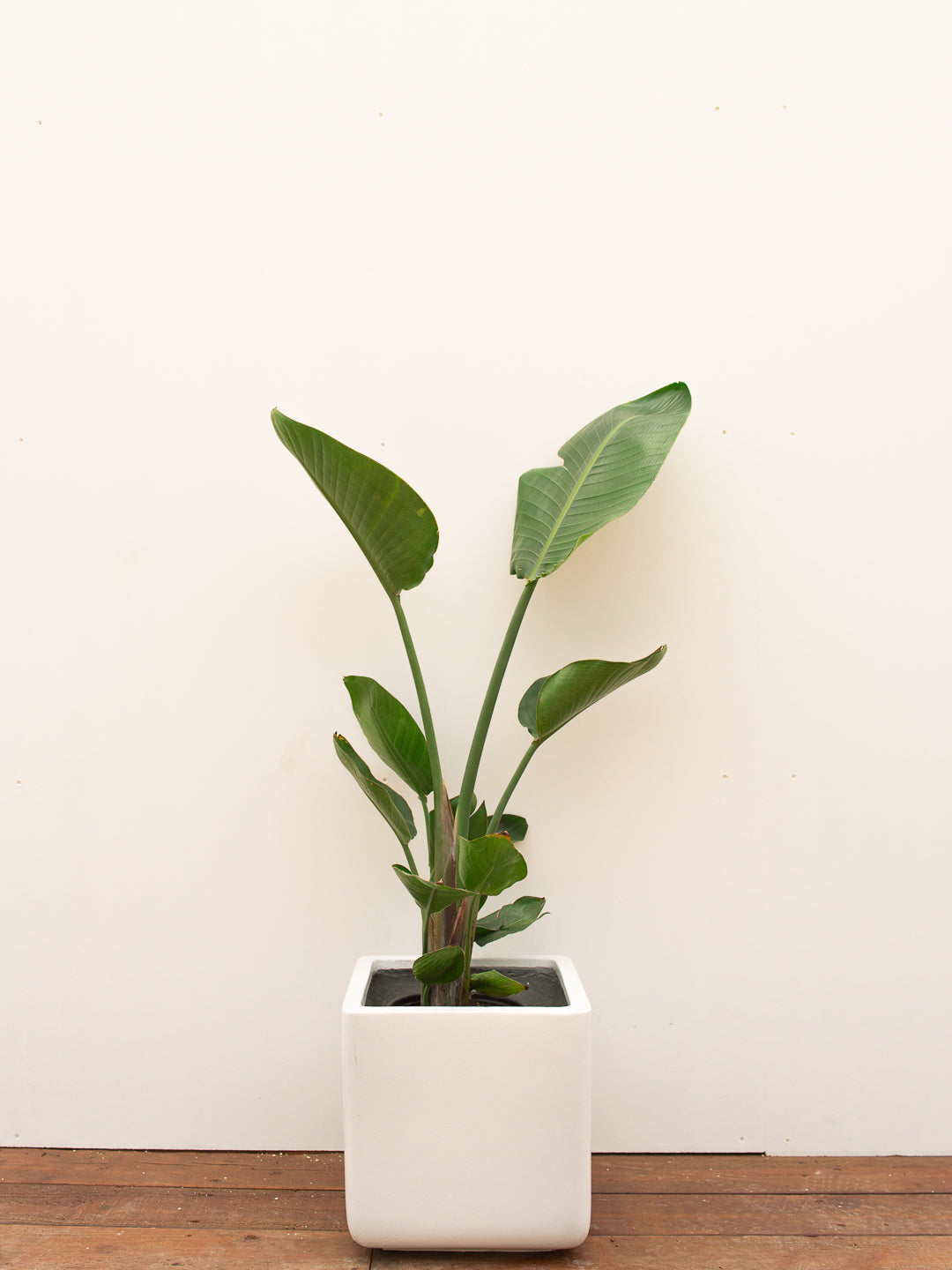 WHITE BIRD OF PARADISE