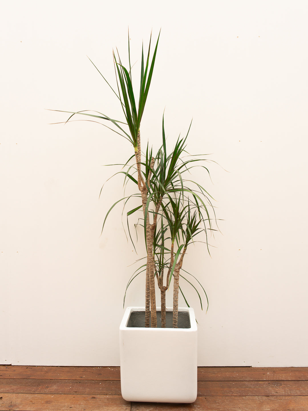 DRACENA MARGINATA MAGENTA
