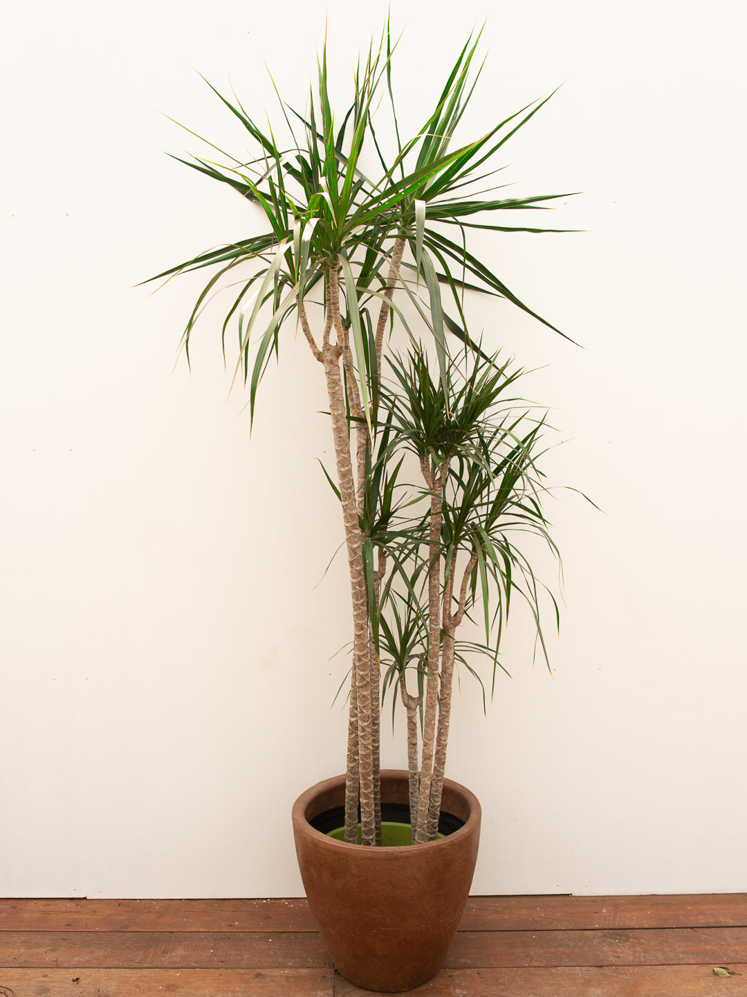DRACENA MARGINATA MAGENTA