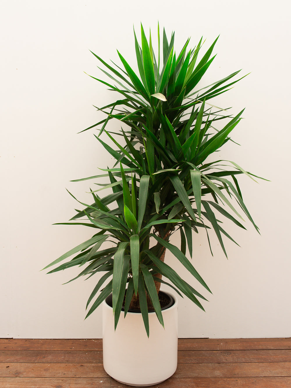 YUCCA SPINELESS