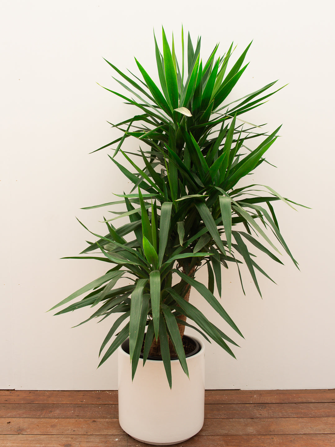 YUCCA SPINELESS