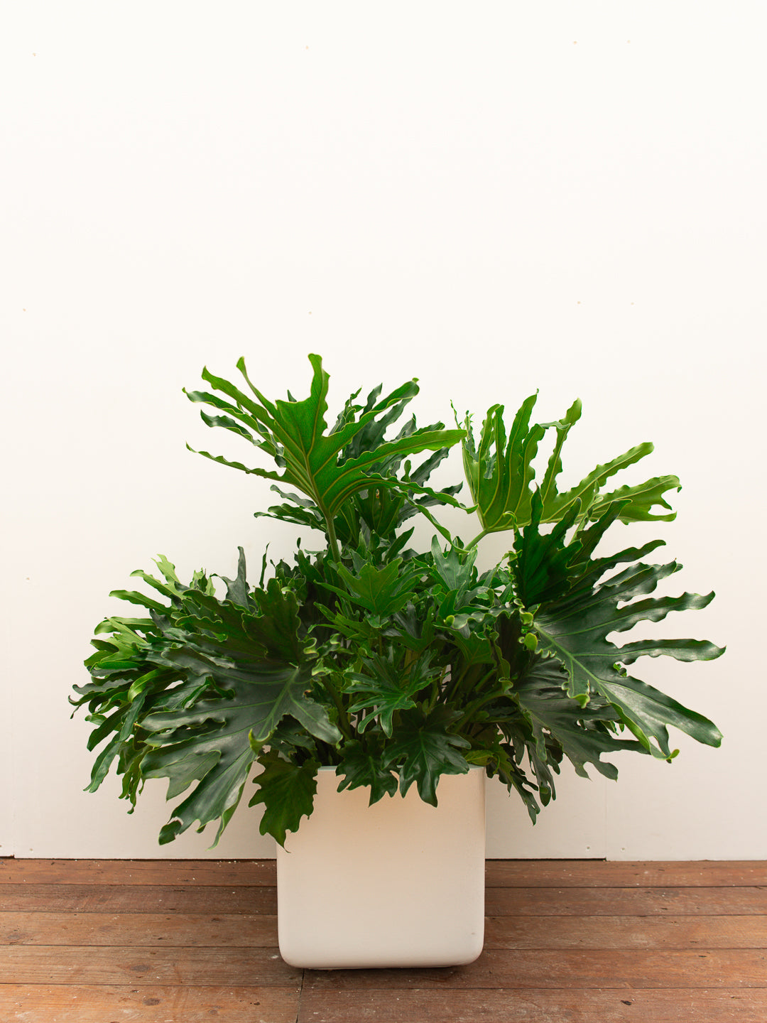 PHILODENDRON LICKETY SPLIT