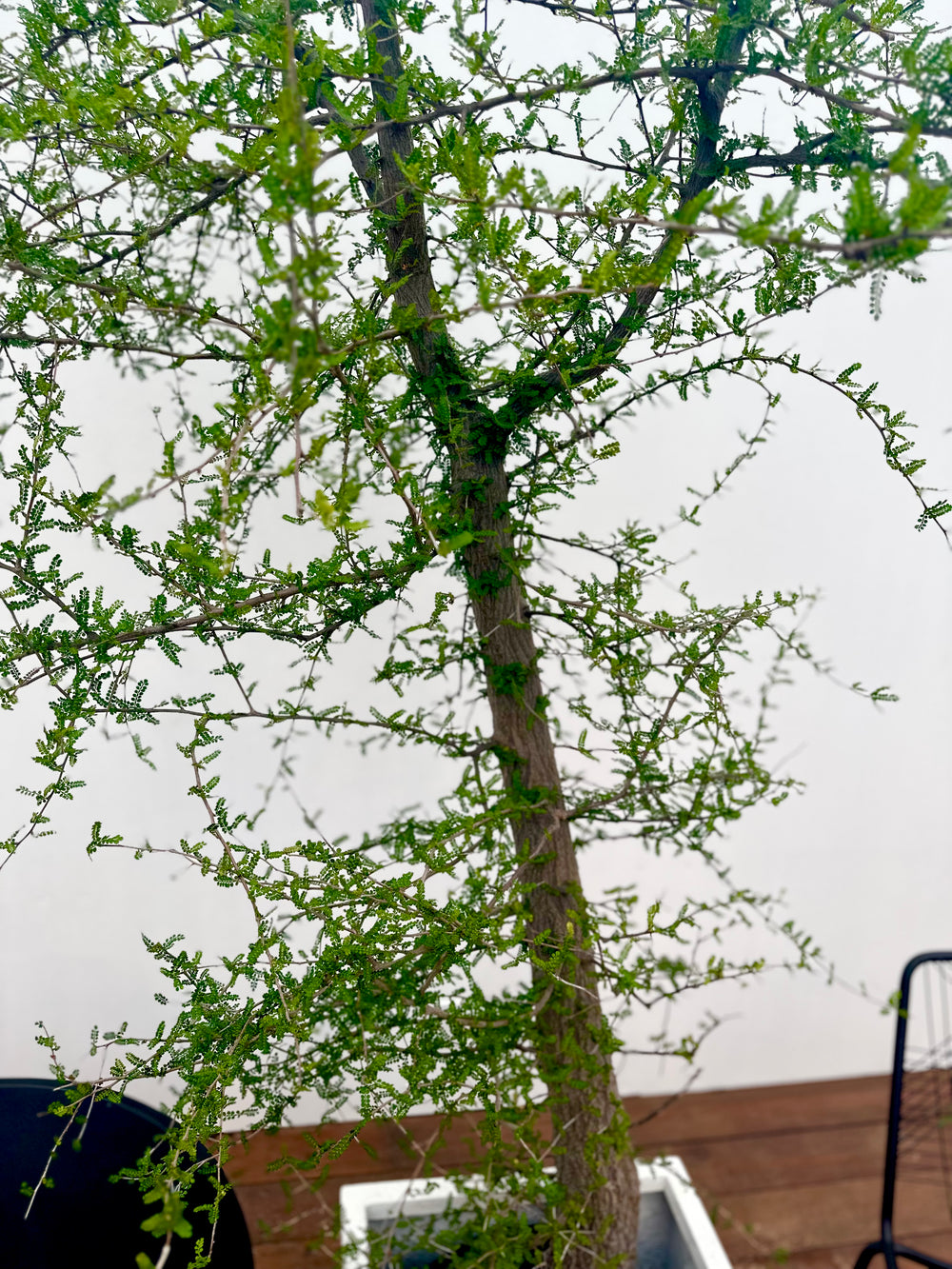 OPERCULICARYA DECARYI (ELEPHANT TREE)
