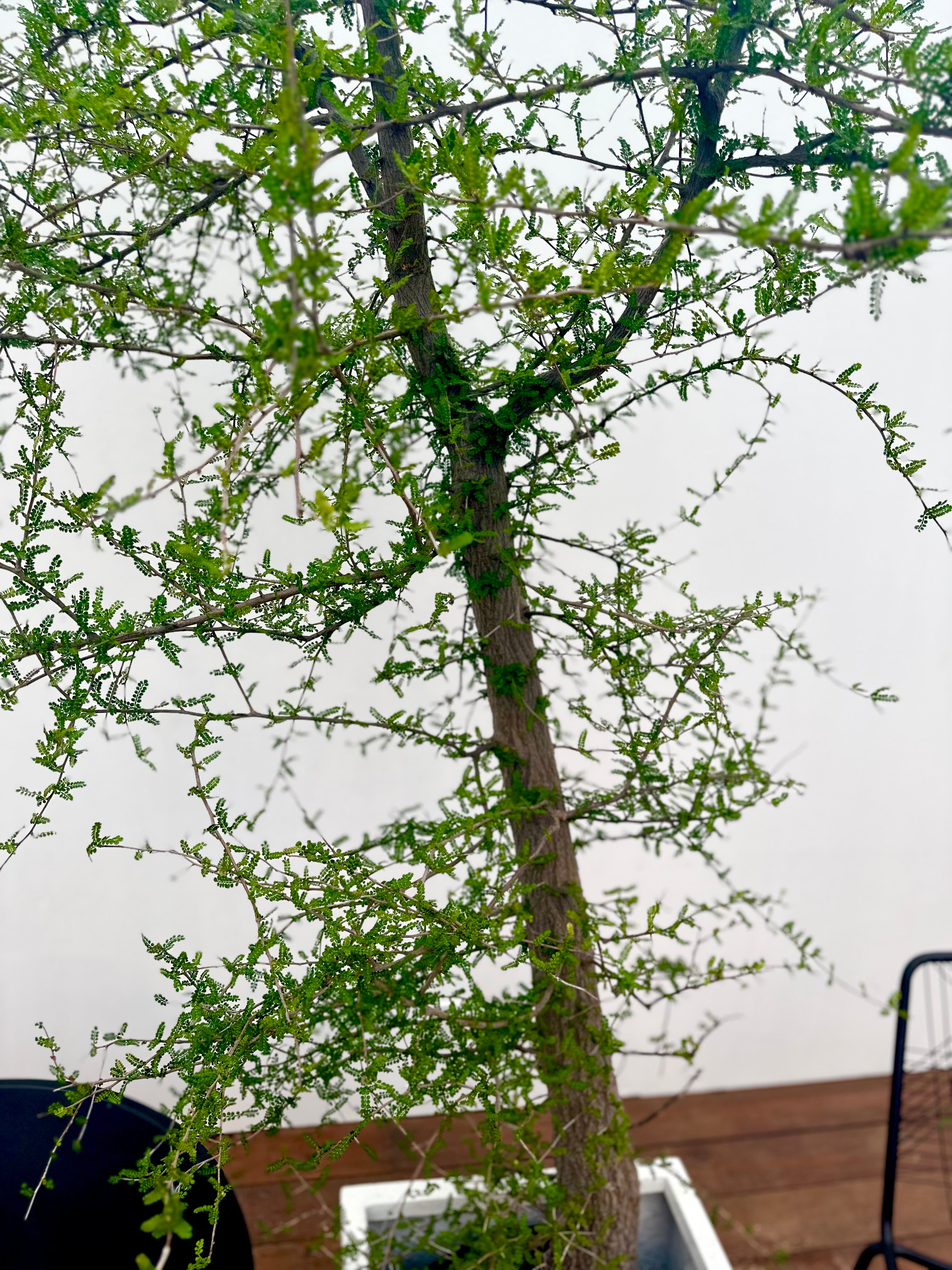 OPERCULICARYA DECARYI (ELEPHANT TREE)