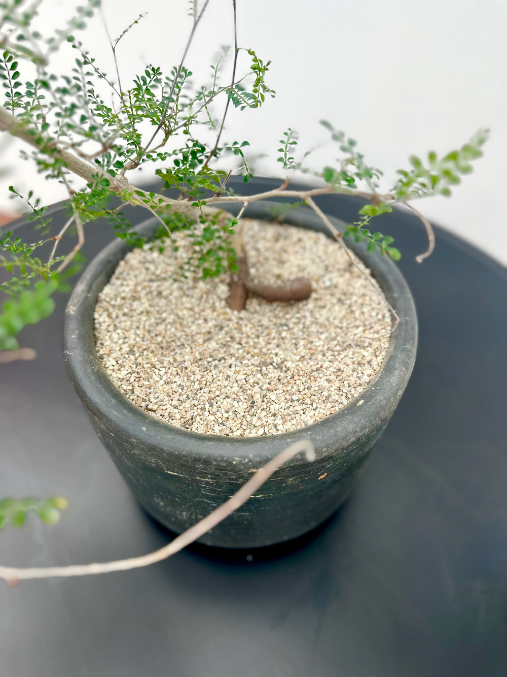 OPERCULICARYA DECARYI (ELEPHANT TREE)