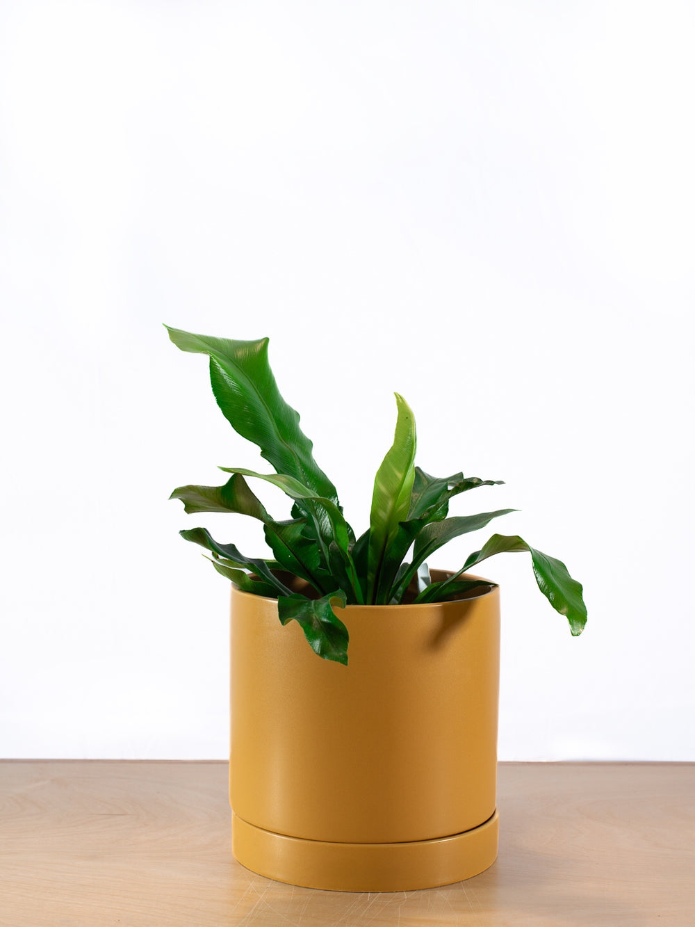 Fern Birdsnest