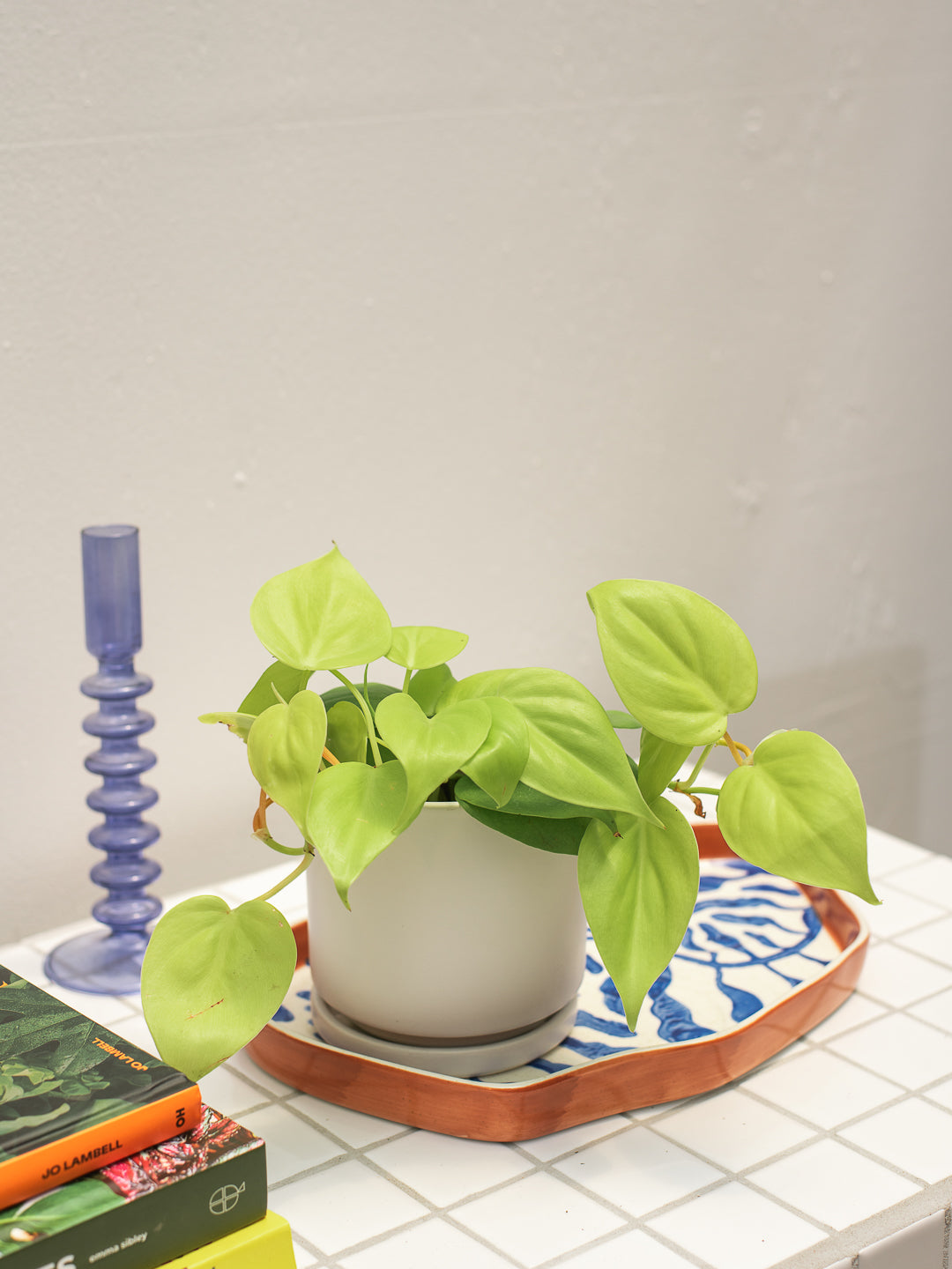 PHILODENDRON CORDATUM NEON