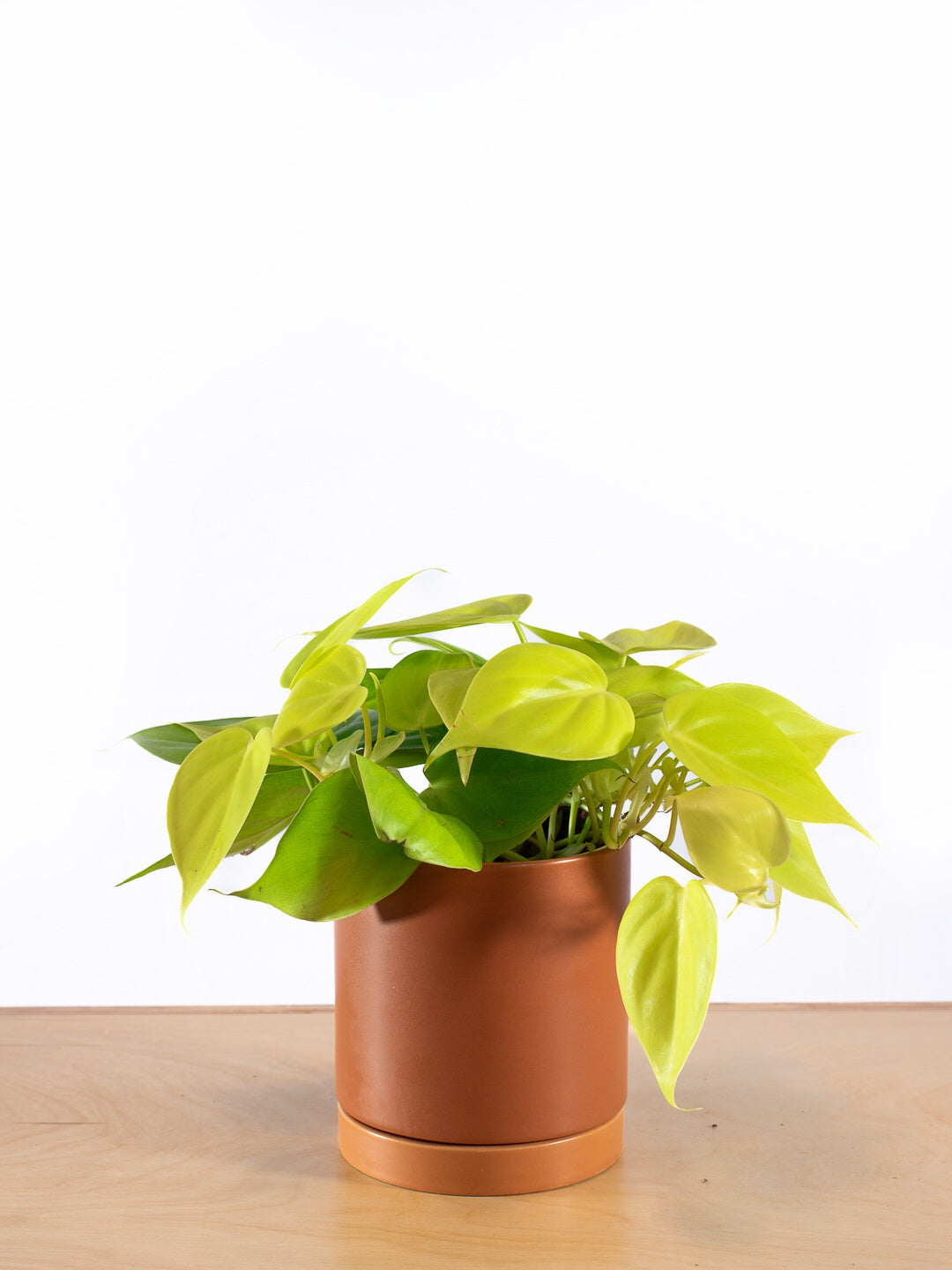PHILODENDRON CORDATUM NEON