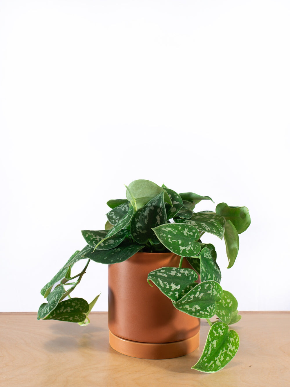 SCINDAPSUS PICTUS SILVERY ANN