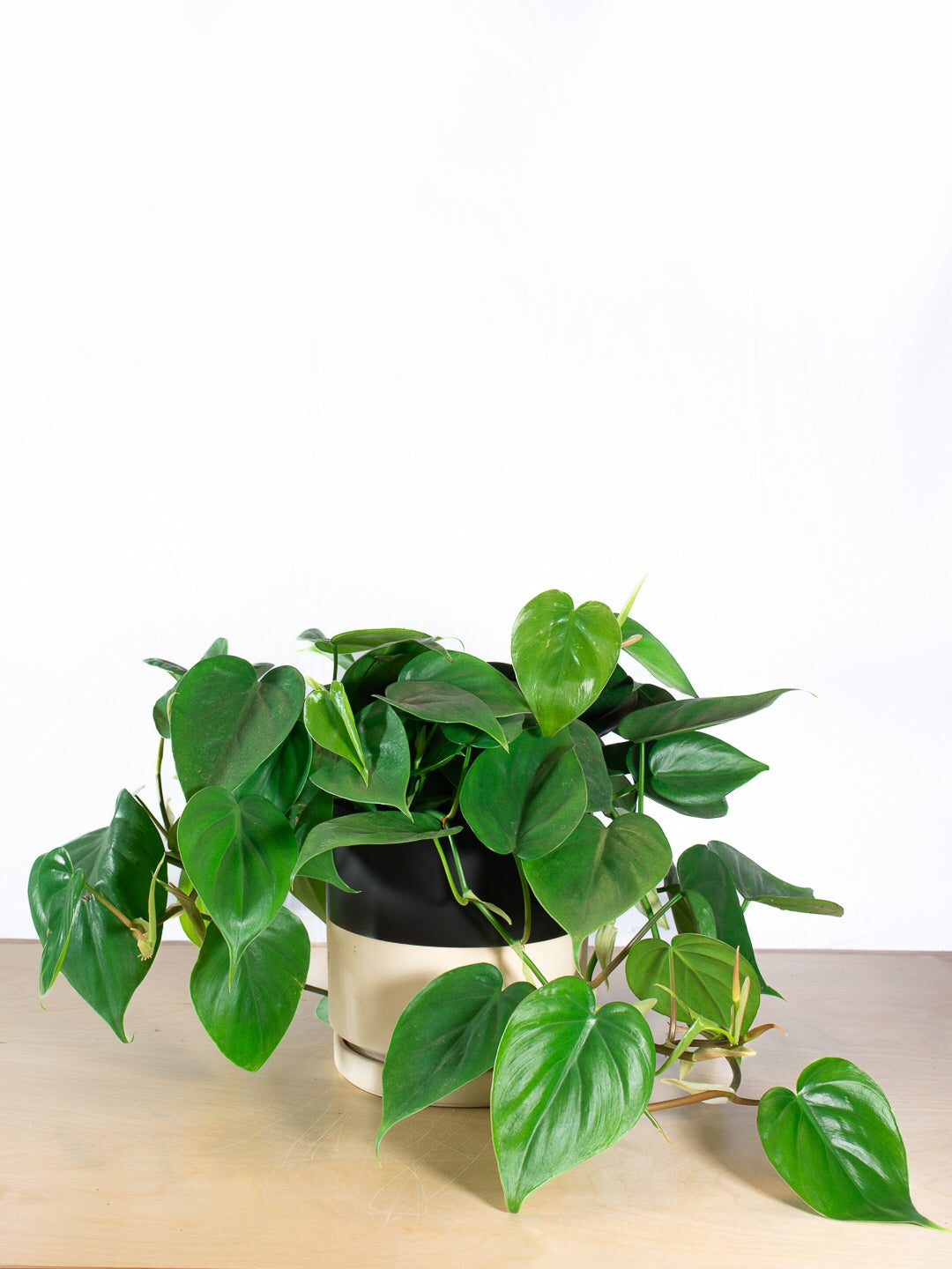 PHILODENDRON CORDATUM GREEN