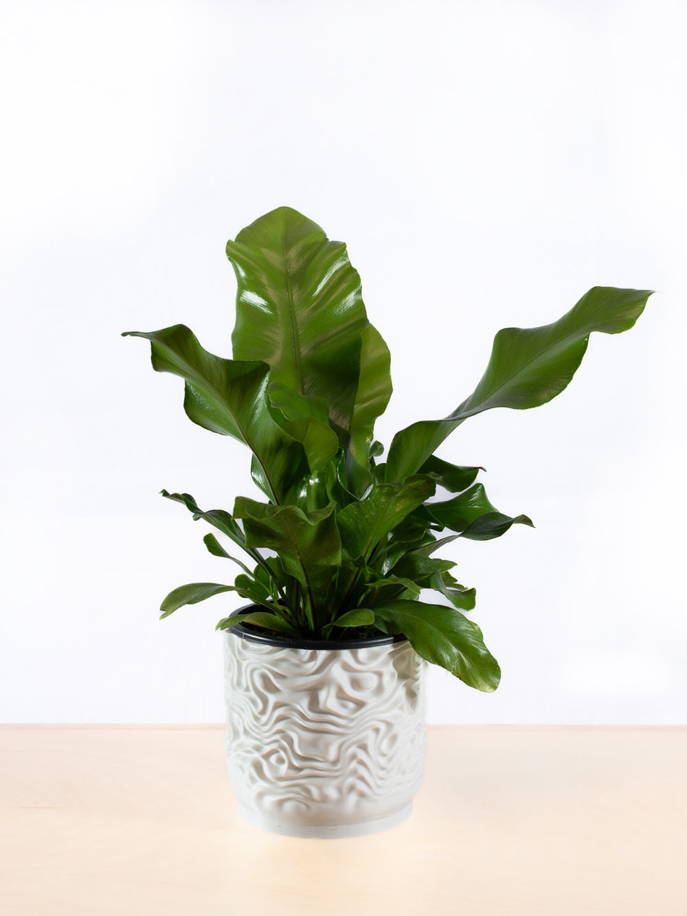 Fern Birdsnest
