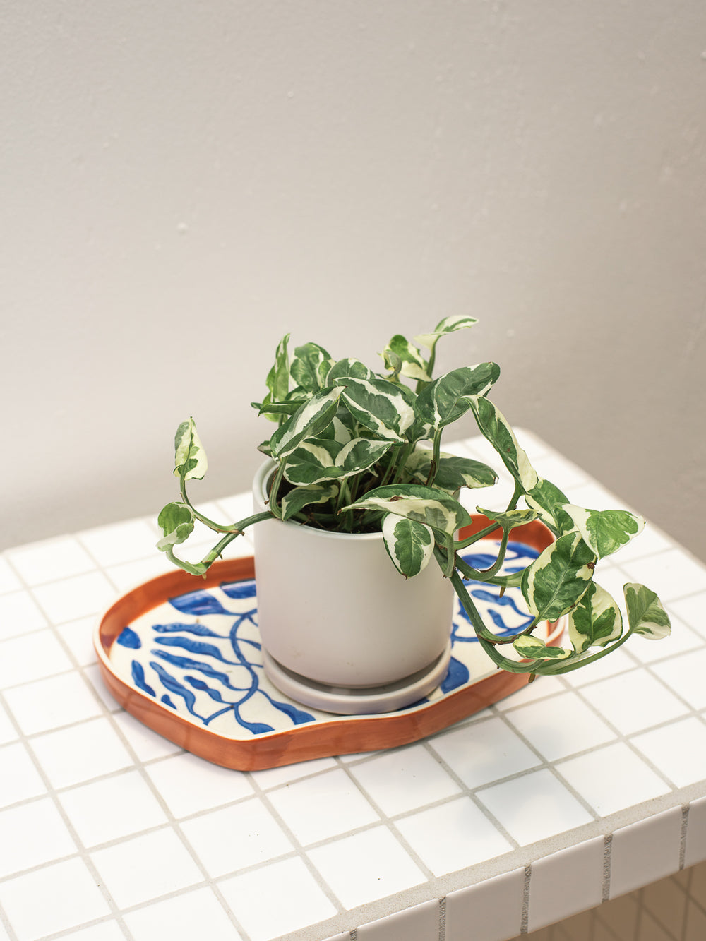 Pothos N Joy