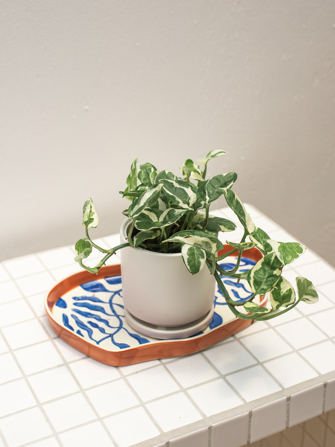 Pothos N Joy