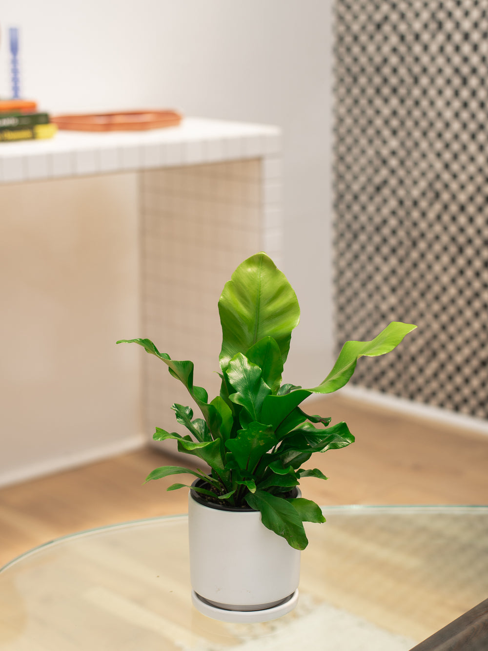 Fern Birdsnest