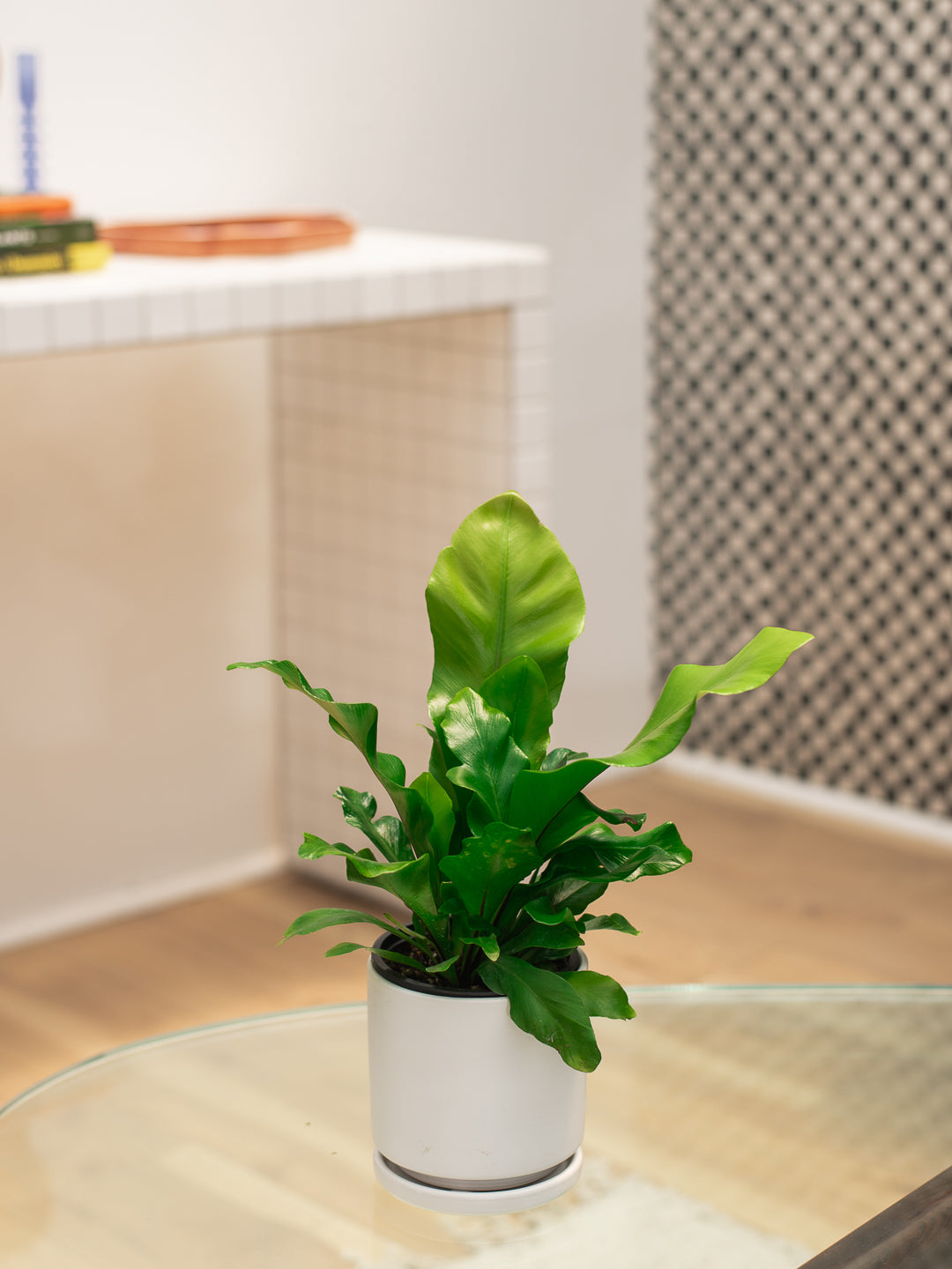Fern Birdsnest